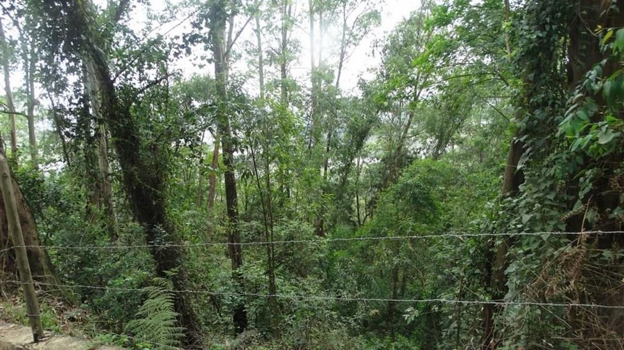 Dia da Árvore é alerta para conscientização ambiental