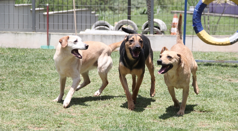 Barueri abre agendamento de castração na próxima quinta-feira (27)