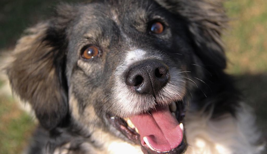 Barueri: veja onde serão as Feiras de Adoção de outubro 