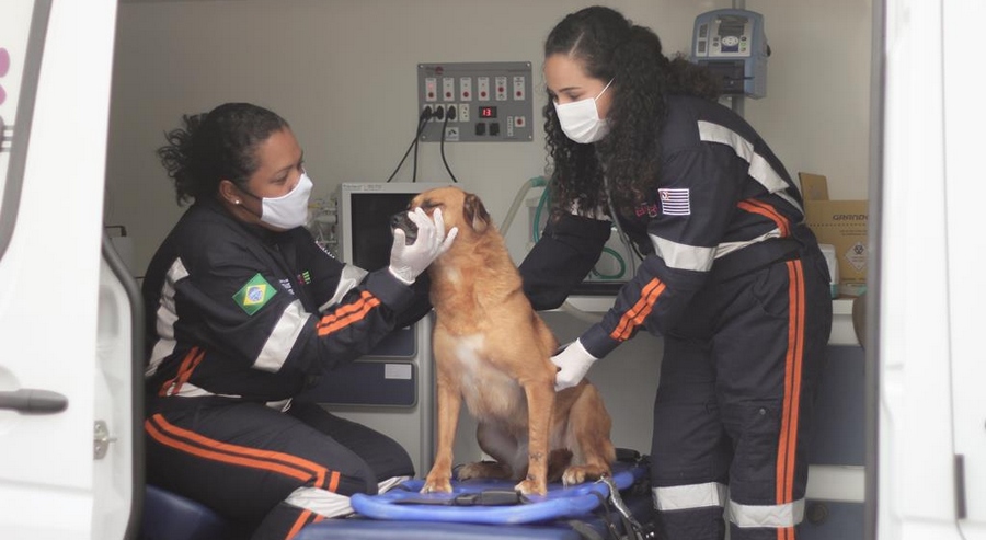 As mulheres que socorrem os pets de Barueri