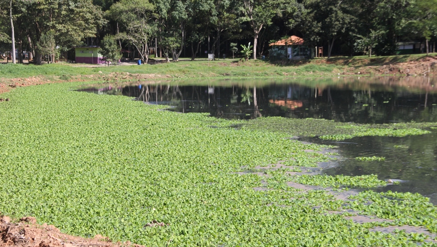 Sema inicia limpeza da lagoa do Parque Ecológico de Barueri 