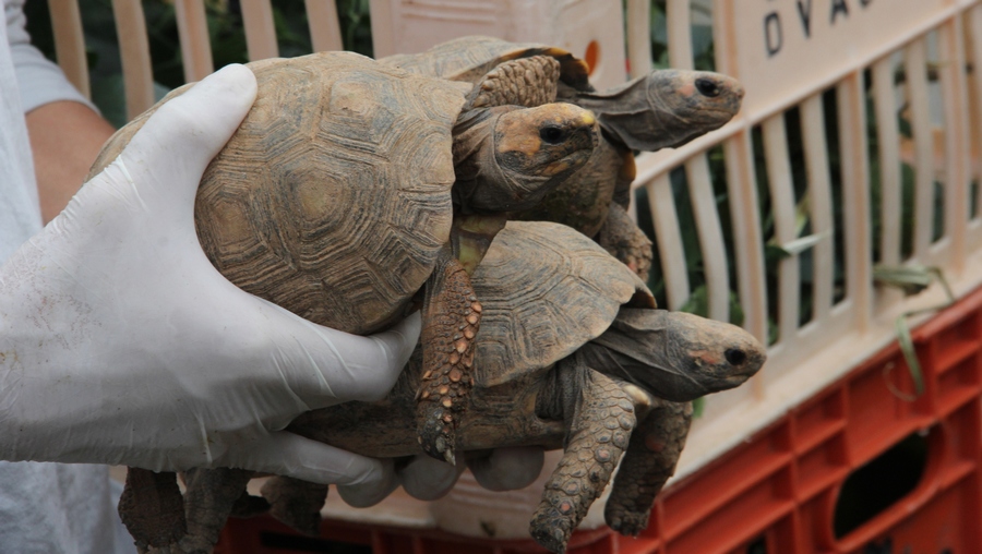 De volta pra casa: Cetas de Barueri devolve 350 animais silvestres à natureza