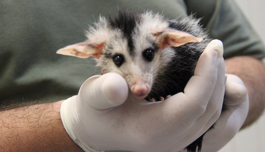 Cetas Barueri ensina como lidar com filhotes silvestres