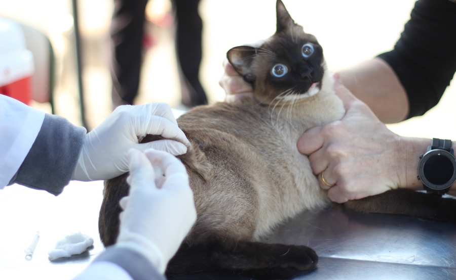 Agenda de setembro para vacina antirrábica está aberta em Barueri 
