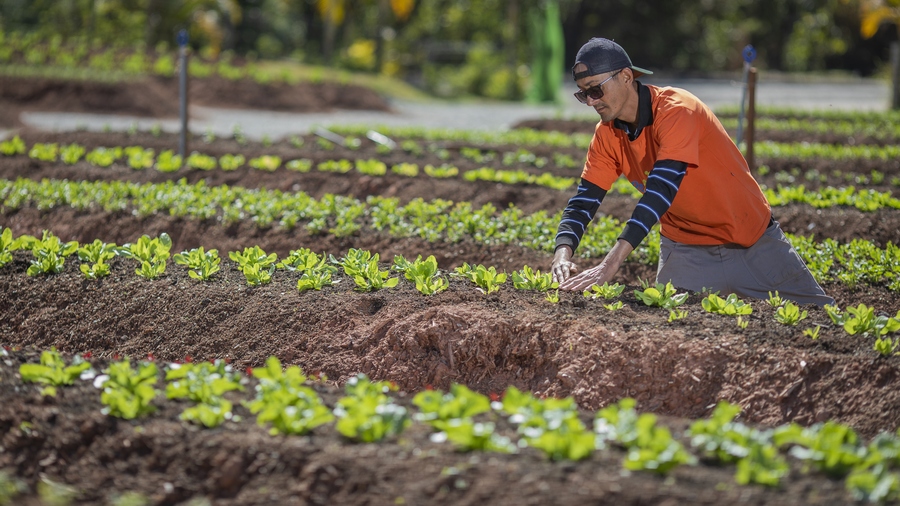 Horta da Gente: verde na colheita e na esperança de um recomeço