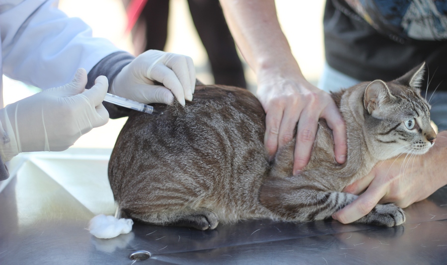 Fique atento ao último agendamento da vacina antirrábica do ano
