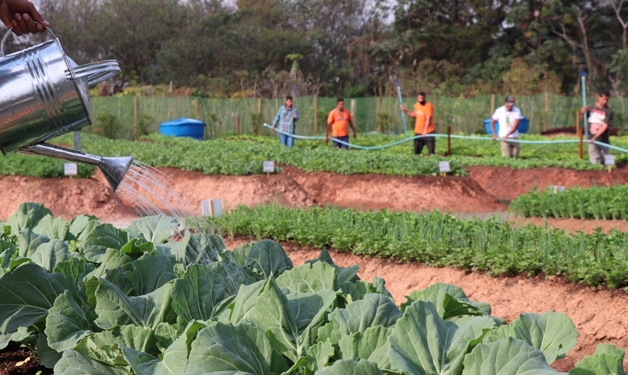Horta da Gente anuncia mudanças na distribuição da cesta verde