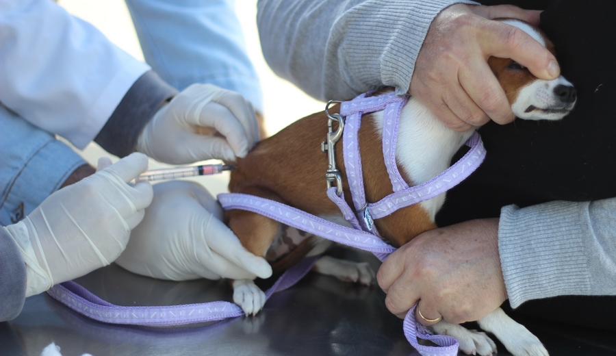 Barueri: fique atento ao agendamento para vacinação contra raiva em fevereiro