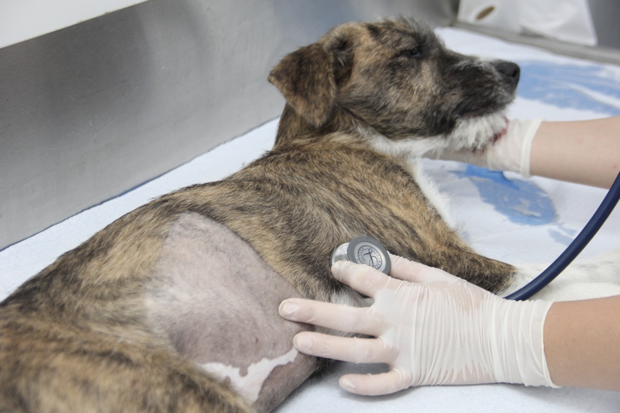 Maio inicia com agendamento de castração gratuita de pets em Barueri