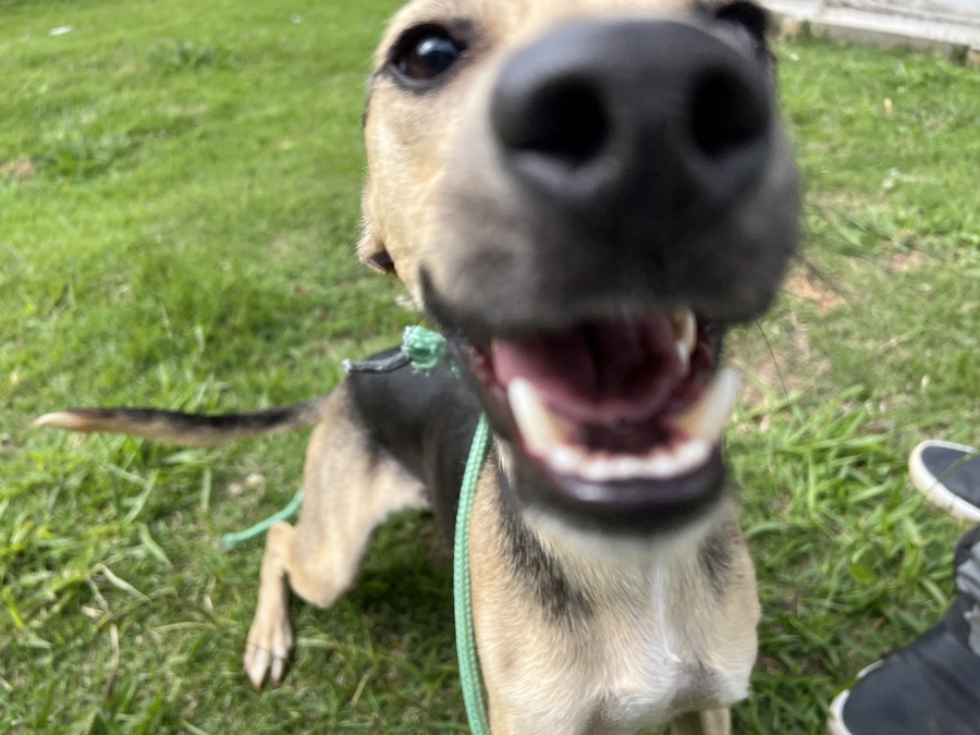 Barueri: confira as Feiras de Adoção de Pets de junho