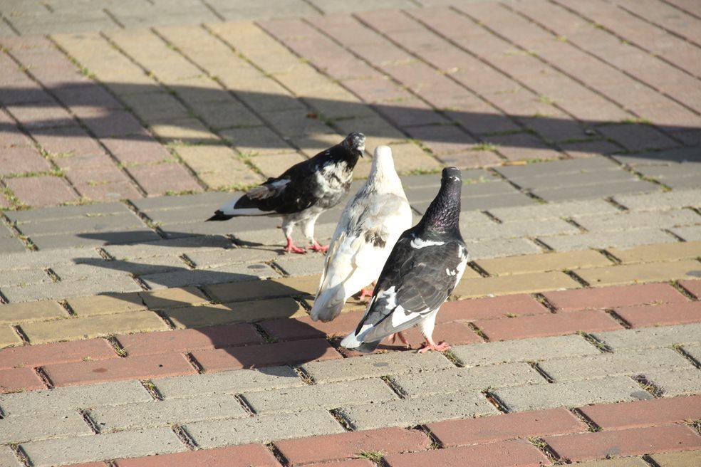Proliferação de pombos: é preciso se conscientizar