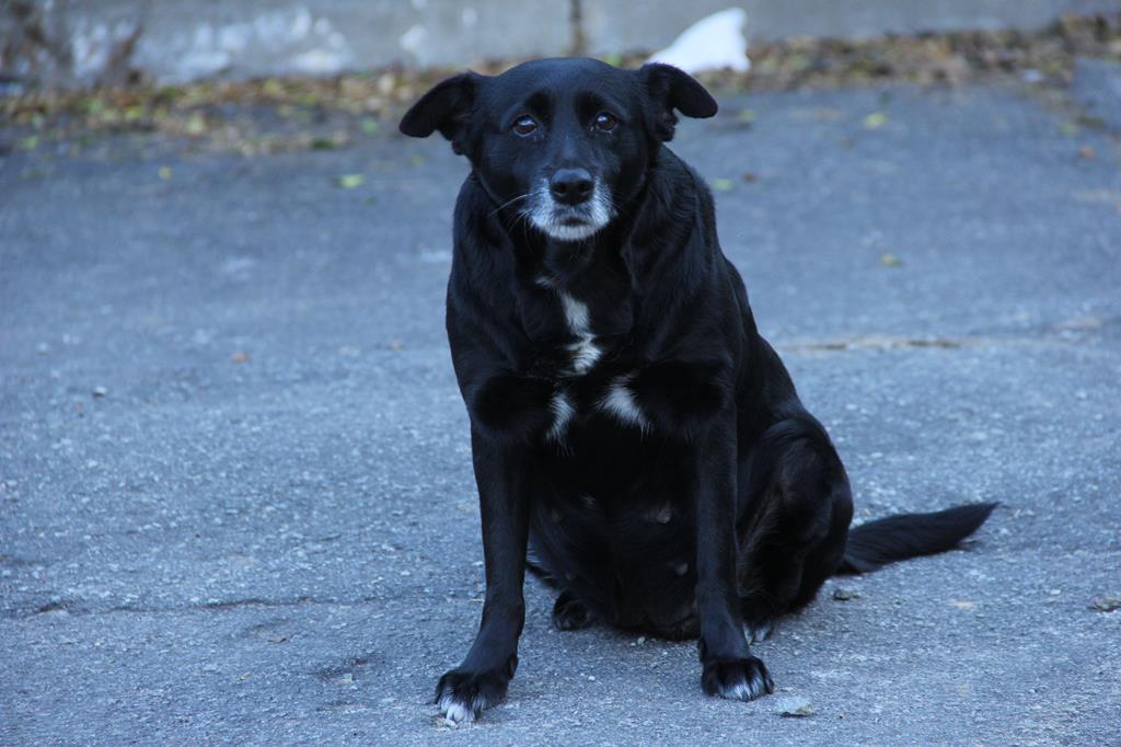 Semana da Leishmaniose Visceral lembra sobre a importância da prevenção