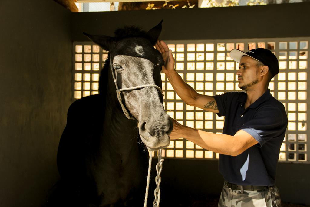 Cepad atua também na proteção de animais de grande porte