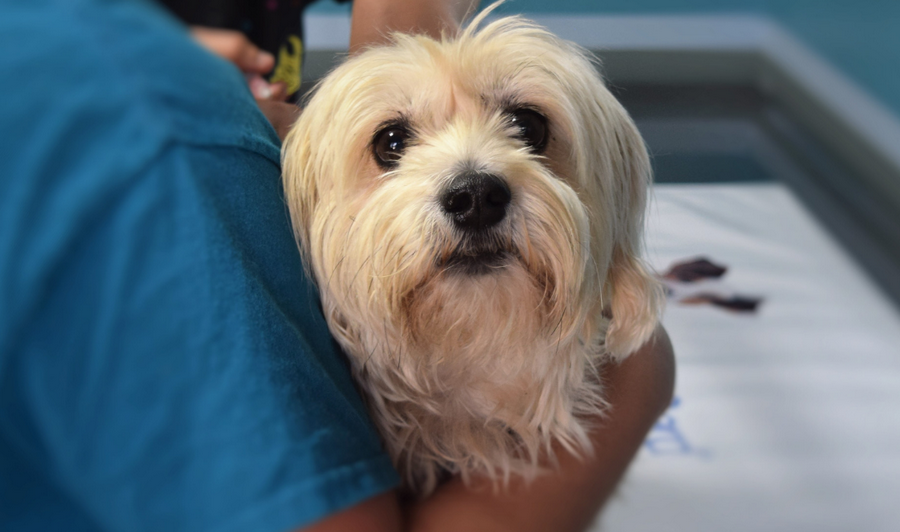 Segunda campanha do ano de castração contabiliza mais de 400 animais castrados em Jandira