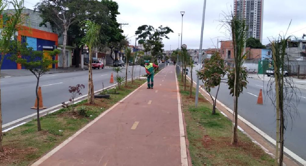 Avenida Visconde de Nova Granada ganha no paisagismo com coqueiro-jerivá